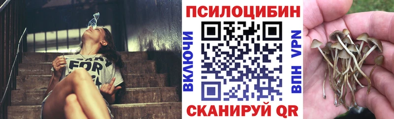 где купить   Болотное  Псилоцибиновые грибы Magic Shrooms 
